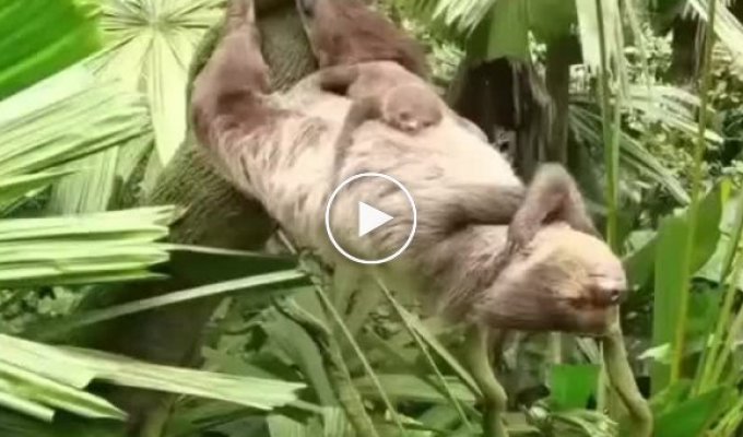Ленивцы - животные с самым мощным прессом в природе