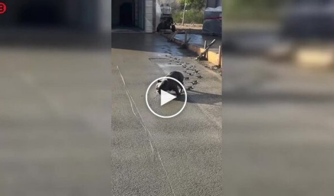 Щенок прогулялся по свежему бетону