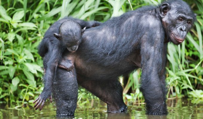 Заповедник Lola ya Bonobo в Конго (19 фото)