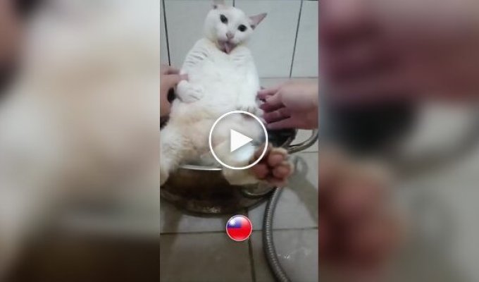 Готовим суп с котом