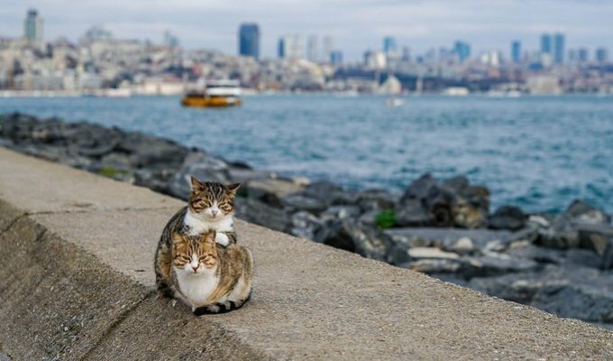 Влюблённые уличные коты очаровали интернет (3 фото)