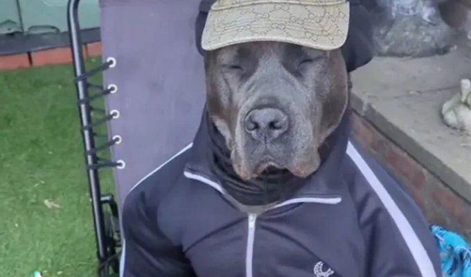 Changes clothes and makes money: a dog successfully "pretends" to be a person (5 photos + 1 video)