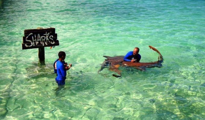 Пунта-Кана. Купание с акулами (47 фото)