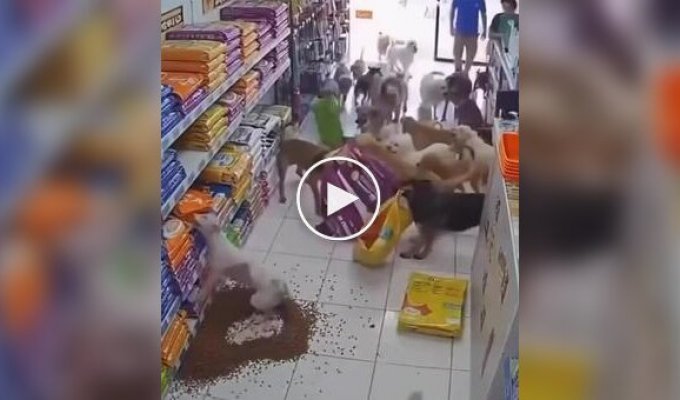 Стая собак устроила настоящий погром в магазине для животных