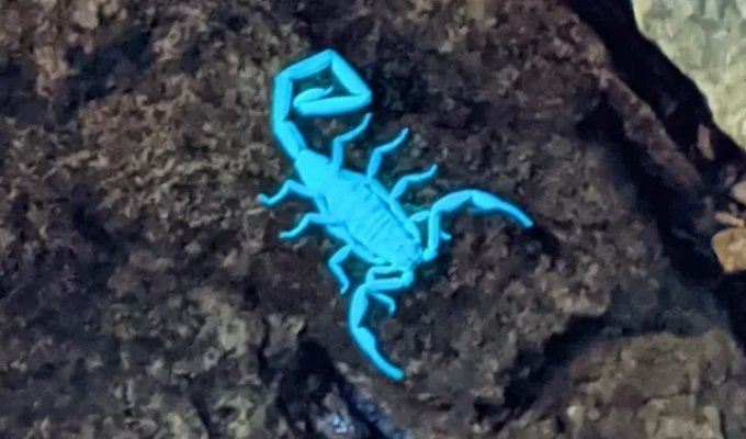 Светящийся скорпион (7 фото)