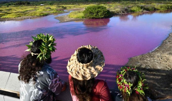 A pond in Hawaii turned bright pink (5 photos + 1 video)