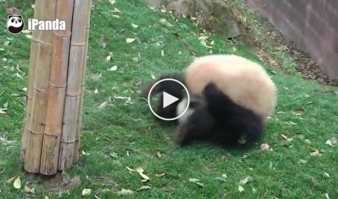 Панда кувыркается