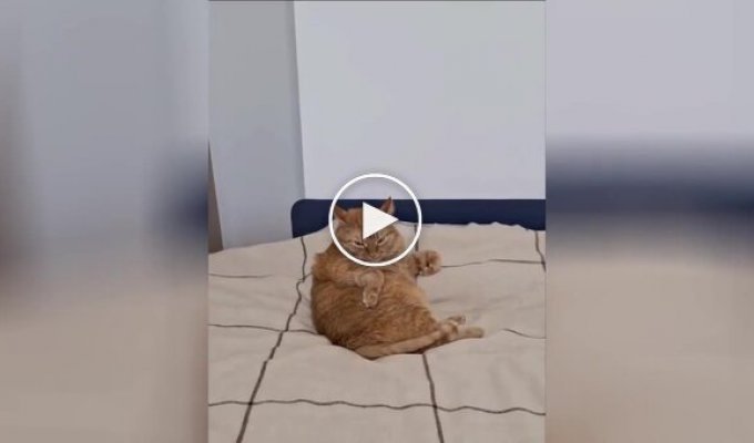 У кота выдалось недоброе утро