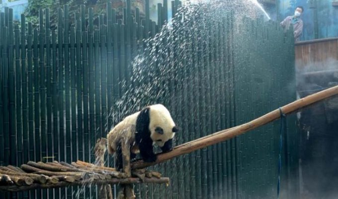Душ для больших панд в жаркий пекинский день (5 фото)