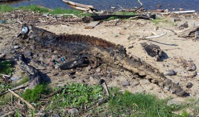 Истлевшие останки загадочного морского монстра шокировали любителей пляжного отдыха (5 фото)