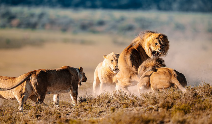 В мире животных: лев попытался познакомиться с самкой, но это не понравилось ее братьям (11 фото)
