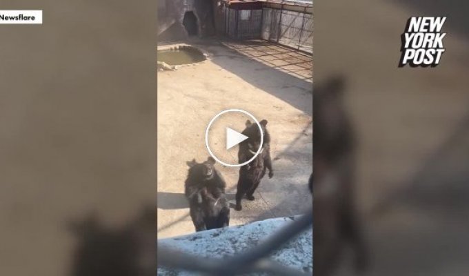 Медведь из китайского зоопарка словил минуту славы