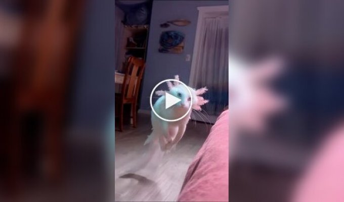 Нейросеть показла помесь кота и аксолотля
