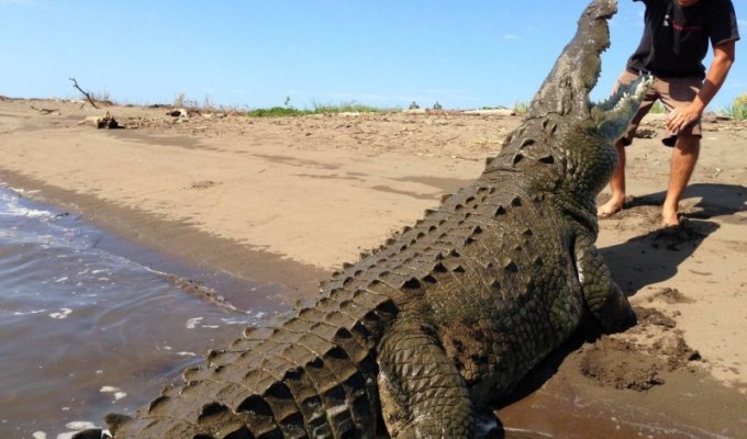 Заклинатель крокодилов из Коста-Рики (7 фото)
