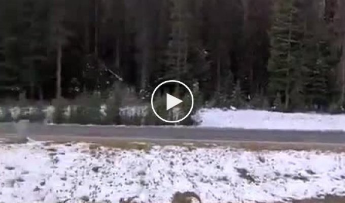 Гризли устроил погоню за снежными баранами на глазах у туристов в Канаде