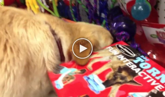 Спасенной собаке дали самостоятельно выбрать свою первую игрушку в зоомагазине