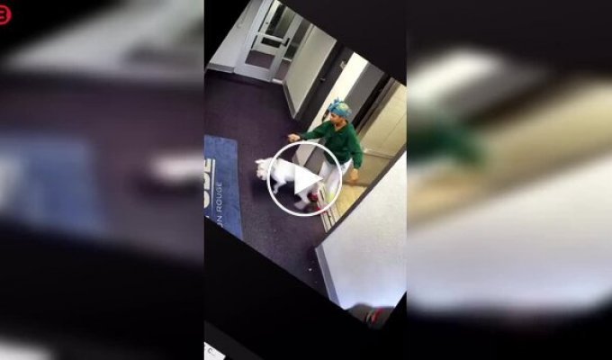 Когда встреча с другой собакой превращается в борьбу за жизнь