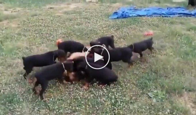 German shepherds left with Doberman puppies