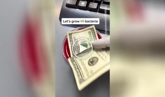 Микробиолог показал как бактерии живут на банкнотах