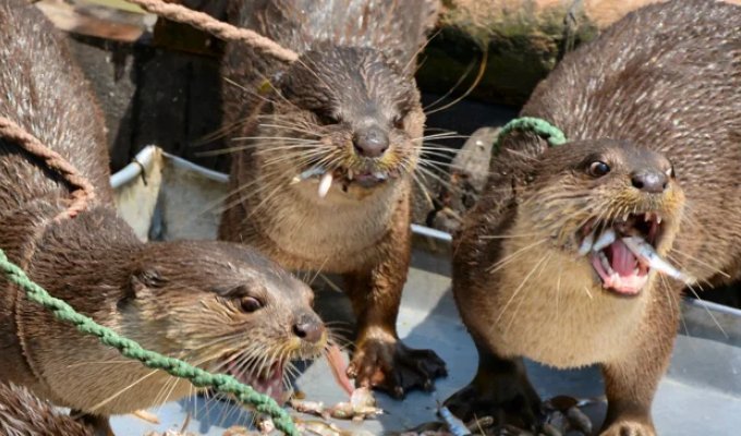 What Does It Mean To Fish With An Otter? (8 photos)