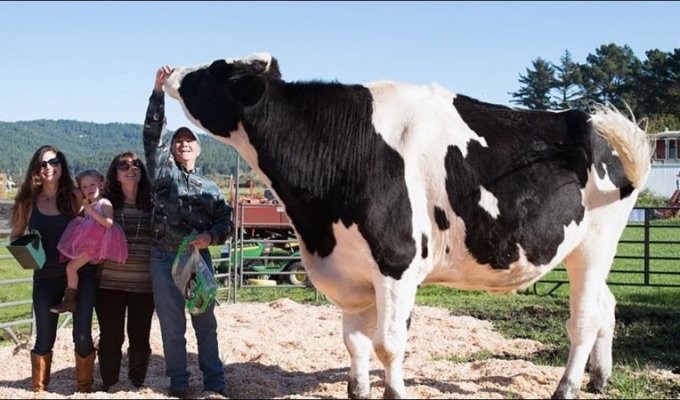 The largest bull in the world (11 photos)