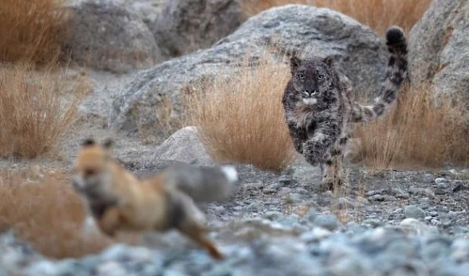Дистанция вспугивания: когда зверь понимает, что пора делать ноги? (7 фото)