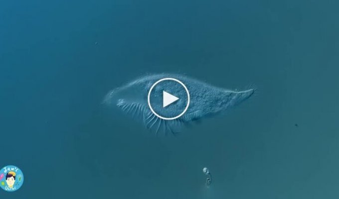 Як вмирає одноклітинний організм