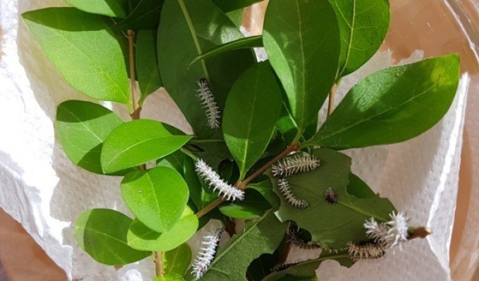 Выведение бабочек Павлиноглазка атлас в домашних условиях (9 фото)