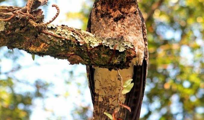 Лесные козодои — самые забавные птицы (12 фото)