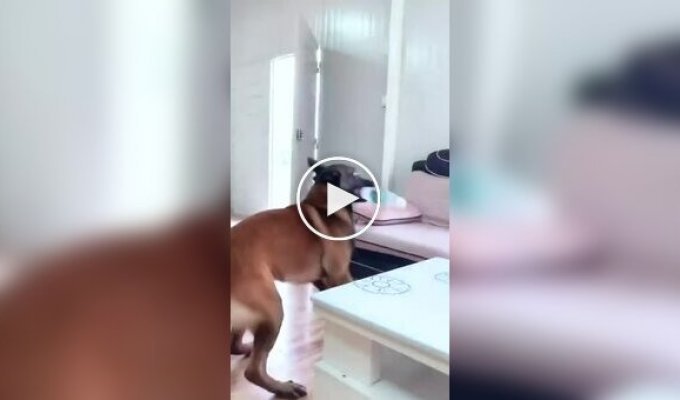 Бельгийские малинуа в действии