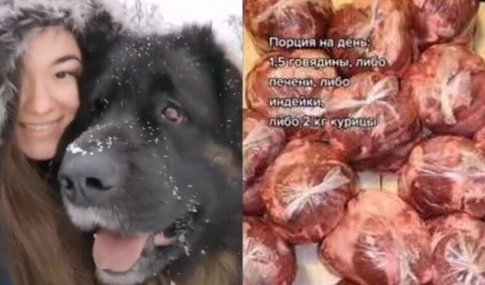 "Это кощунство!": российская пенсионерка разозлилась, услышав о рационе огромного пса (3 фото + 2 видео)