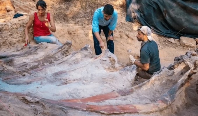 В Португалии нашли самый большой в Европе скелет динозавра (4 фото)