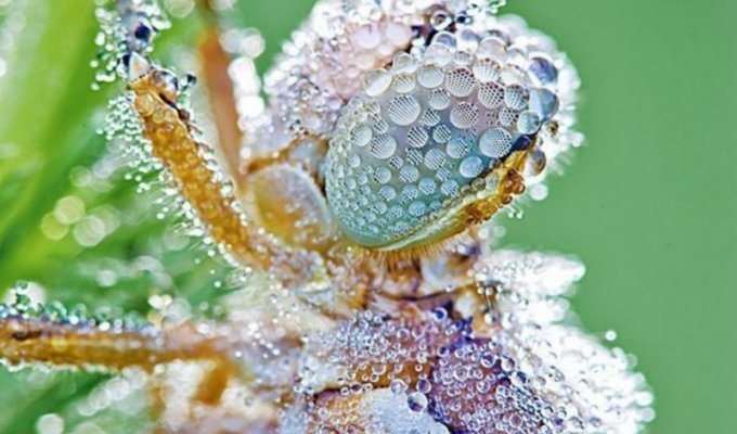 Удивительное макро: насекомые в капельках росы от Дэвида Шамбона (10 фото)