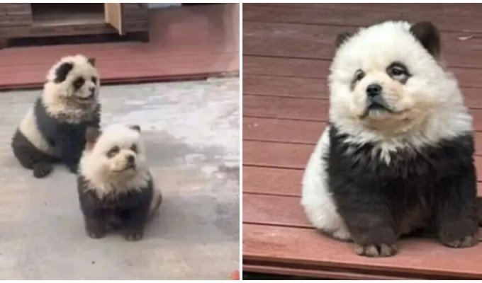 A Chinese zoo has repainted its dogs and invited visitors to see a “new species of panda” (3 photos + 1 video)