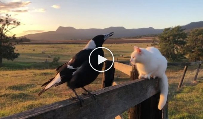 Magpie thinks he's a rooster