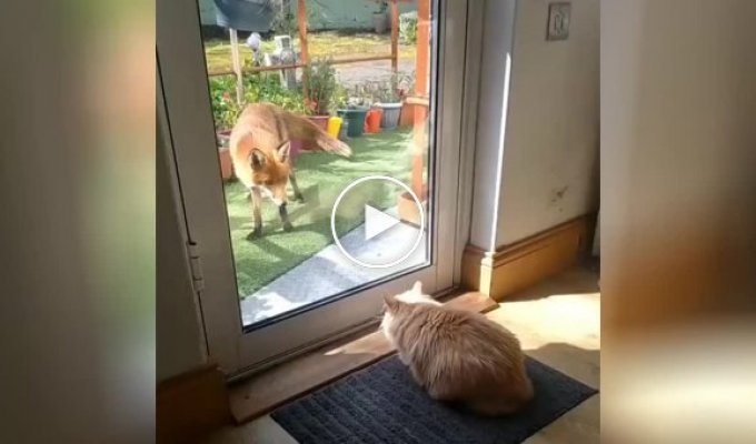 Домашний кот до чертиков напугал лисицу