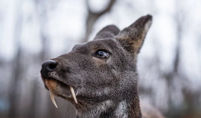 Кабарга: что это за волшебный мускус, из-за которого нехорошие люди изводят зверя? (11 фото)