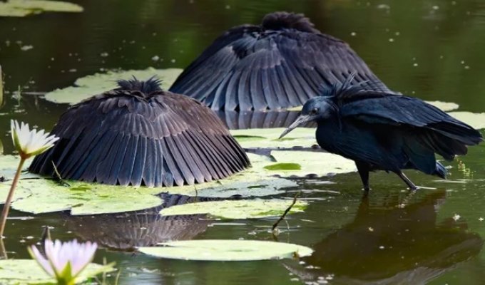 Umbrella bird: how a black heron turns its wings into a fish trap (9 photos)
