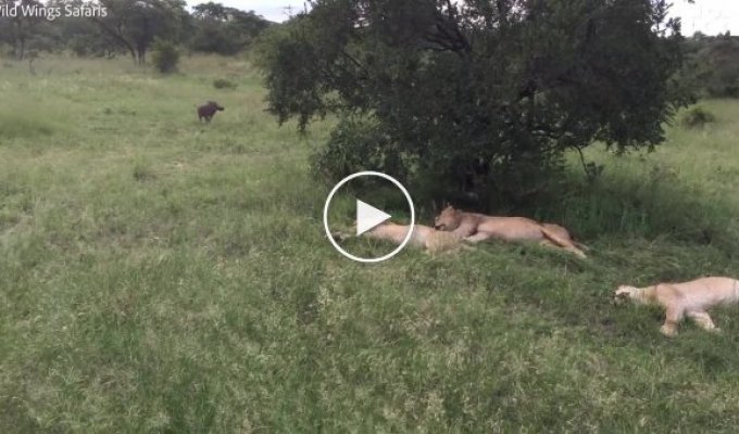 Бородавочник потревожил покой львов в африканском заповеднике