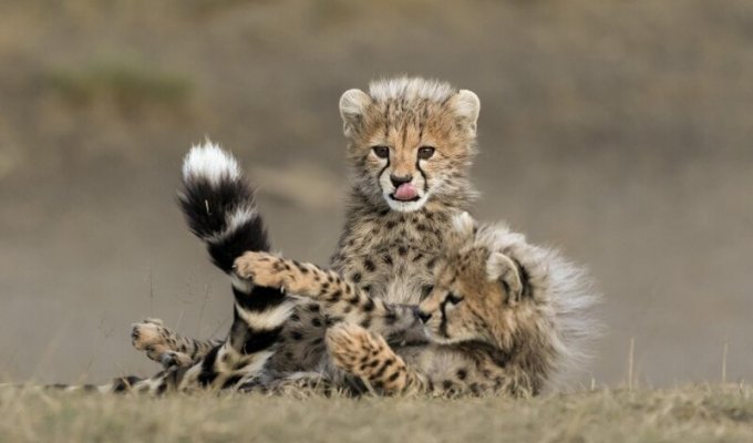 Young cheetahs play at sunset (6 photos)