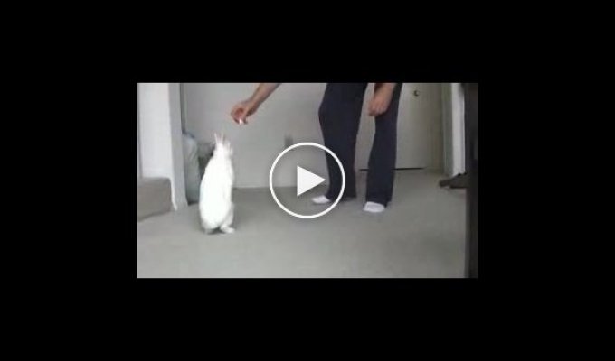 Натренированный кролик
