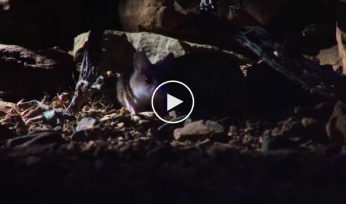 Кузнечиковый хомячок ловко расправился со скорпионом