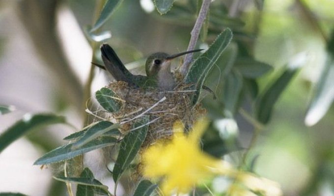 Колибри - маленькое чудо (39 фото)