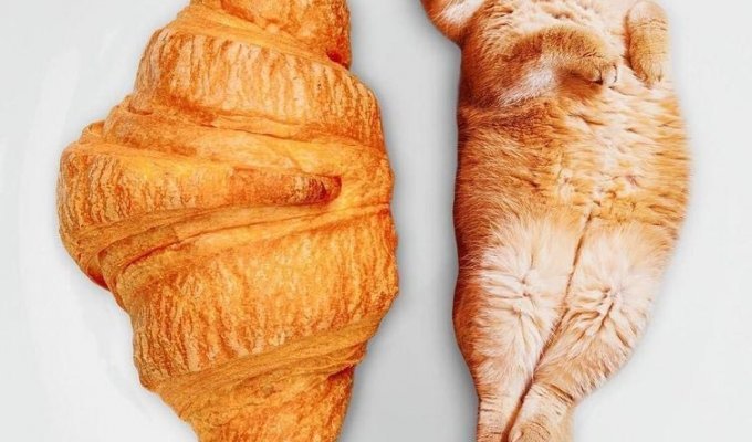 Коты в еде — запредельно забавный проект от российской художницы, который надо видеть (20 фото)