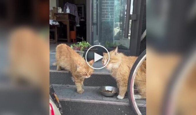 The failed battle of cats for food