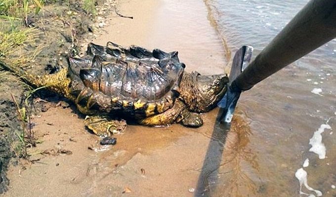 В реке Амур обнаружили экзотическую грифовую черепаху, обитающую в Южной Америке (4 фото)