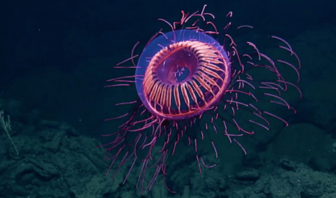 Невероятные разновидности медуз, которые выглядят как нечто странное и инопланетное (17 фото)