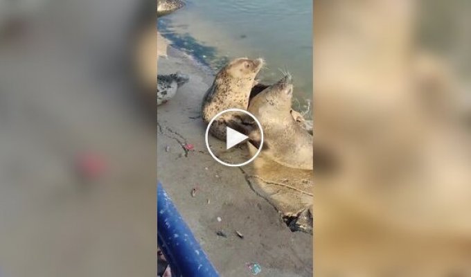 Драка двух тюленей