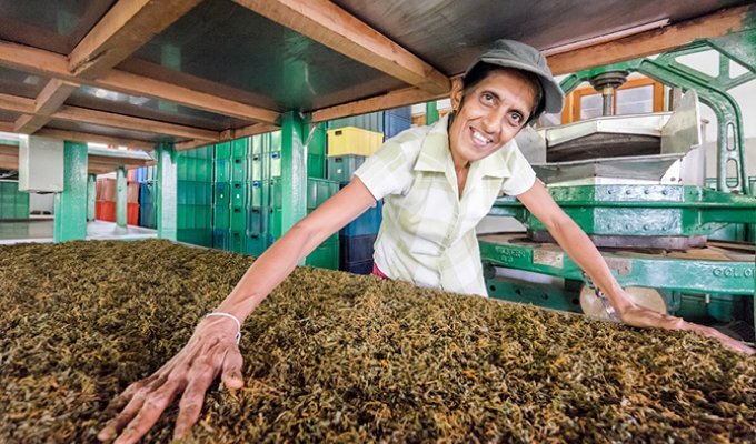 Как выглядит чайная фабрика на Шри-Ланке (33 фото)