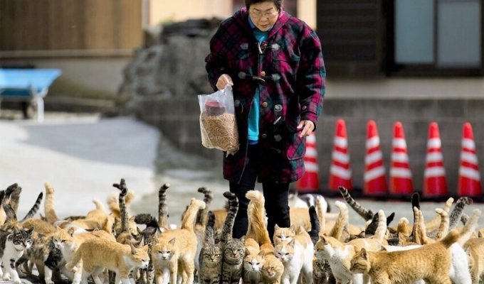 100 people and 400 cats - the realities of one Japanese island (8 photos)